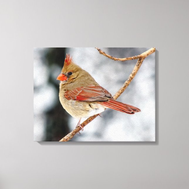 Female Northern Cardinal Canvas Print (Front)