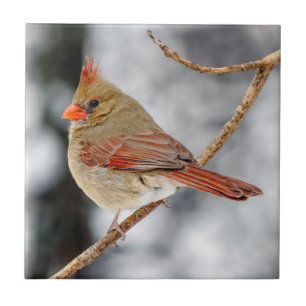Female Northern Cardinal Ceramic Photo Tile