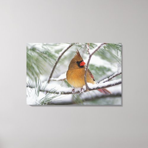 Female Northern Cardinal in snowy pine tree Canvas Print