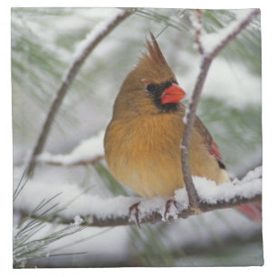 Female Northern Cardinal in snowy pine tree, Cloth Napkin