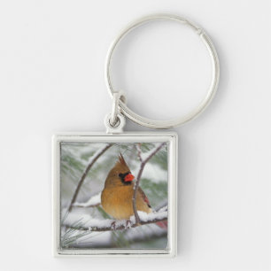 Female Northern Cardinal in snowy pine tree, Keychain