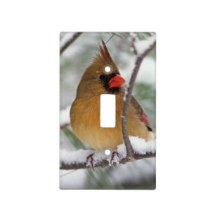 Female Northern Cardinal in snowy pine tree, Light Switch Cover