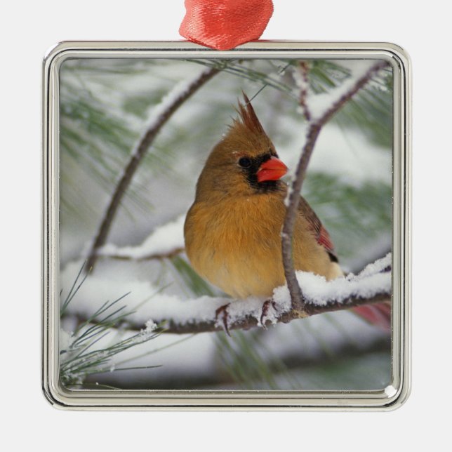 Female Northern Cardinal in snowy pine tree, Metal Ornament (Front)