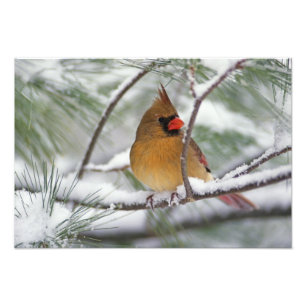 Female Northern Cardinal in snowy pine tree, Photo Print