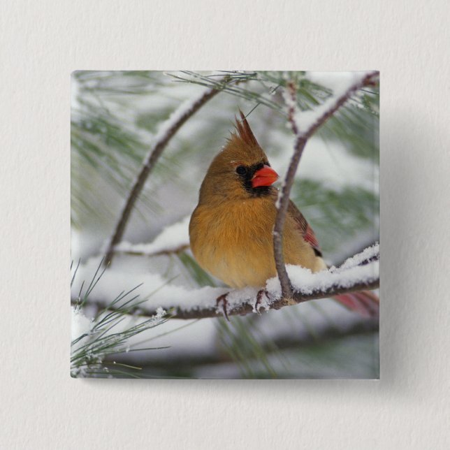 Female Northern Cardinal in snowy pine tree, Pinback Button (Front)