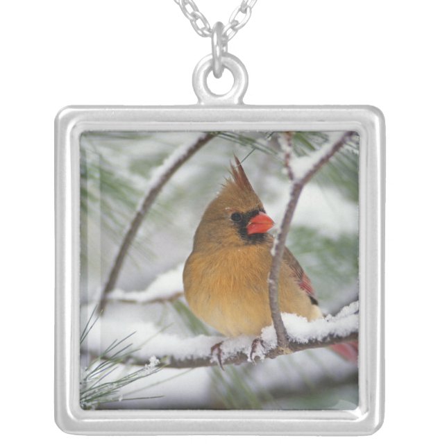 Female Northern Cardinal in snowy pine tree, Silver Plated Necklace (Front)