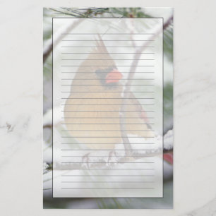 Female Northern Cardinal in snowy pine tree, Stationery