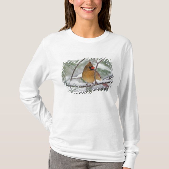 Female Northern Cardinal in snowy pine tree, T-Shirt (Front)