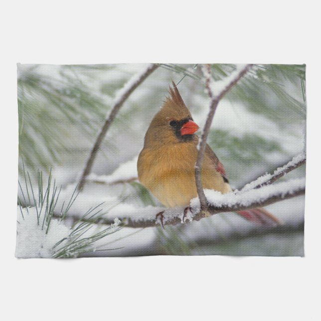 Female Northern Cardinal in snowy pine tree, Towel (Horizontal)
