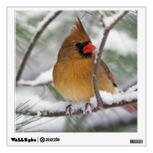 Female Northern Cardinal in snowy pine tree, Wall Decal