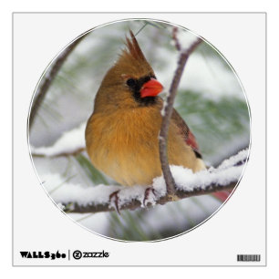 Female Northern Cardinal in snowy pine tree, Wall Sticker