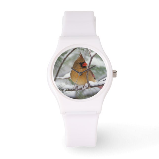 Female Northern Cardinal in snowy pine tree, Watch (Front)