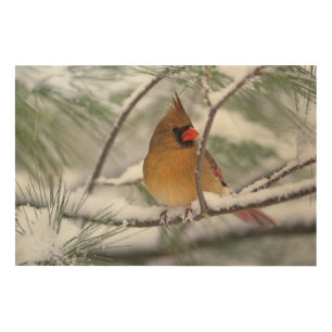Female Northern Cardinal in snowy pine tree, Wood Wall Decor