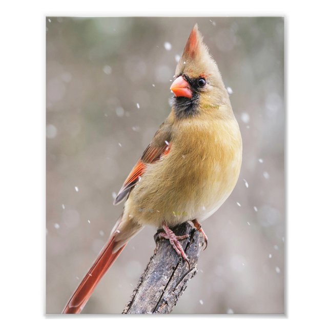 Female Northern Cardinal in the Snow Photo Print (Front)