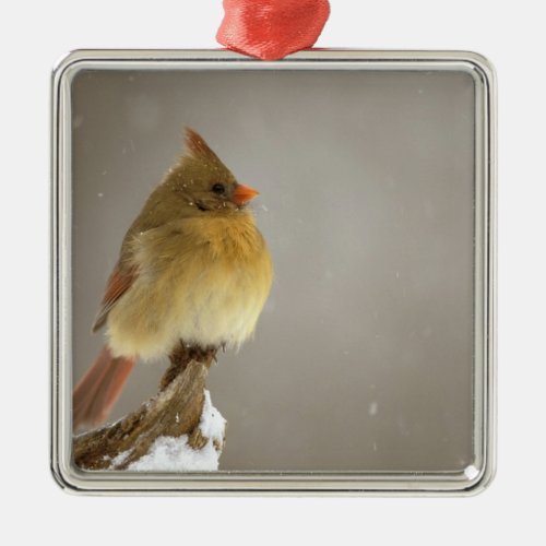 Female northern Cardinal on snow covered Metal Ornament