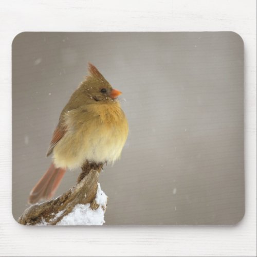 Female northern Cardinal on snow covered Mouse Pad