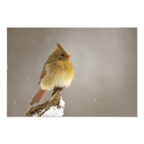 Female northern Cardinal on snow covered Photo Print