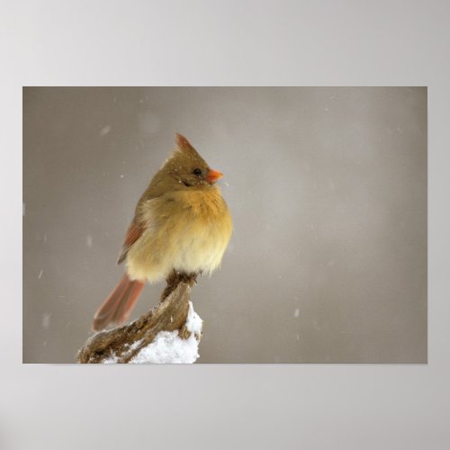 Female northern Cardinal on snow covered Poster