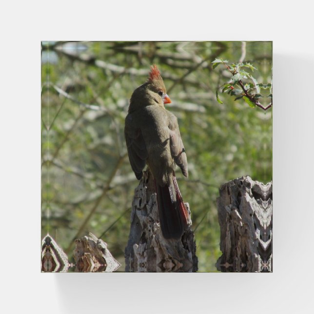 Female Northern Cardinal Paperweight (Front)