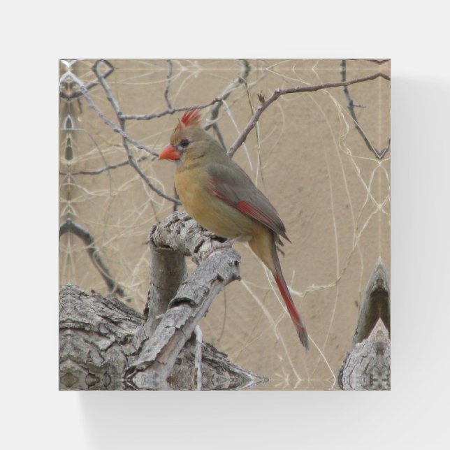 Female Northern Cardinal Paperweight (Front)