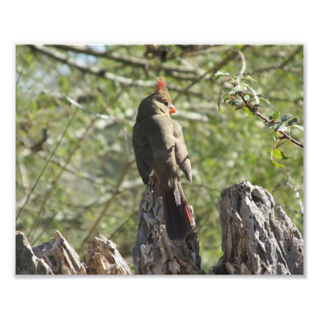 Female Northern Cardinal Photo Print (Front)