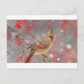 Female Northern Cardinal Postcard