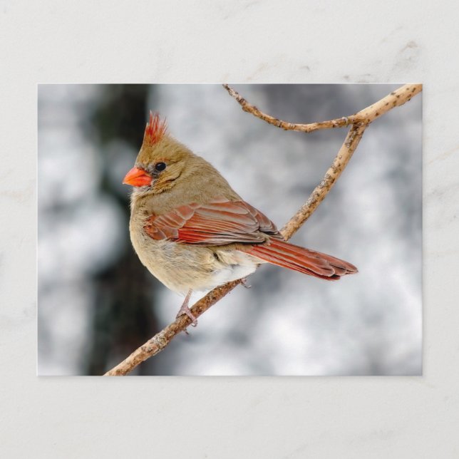Female Northern Cardinal Postcard (Front)