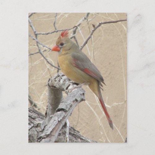 Female Northern Cardinal Postcard