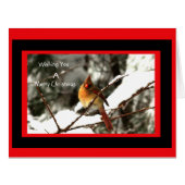 Female Northern Cardinal Sitting On Snowy Tree (Front Horizontal)