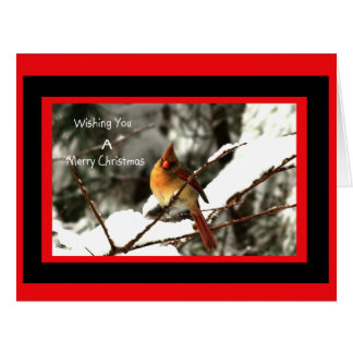 Female Northern Cardinal Sitting On Snowy Tree Cards
