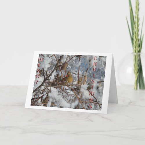Female Northern Cardinal  Snowy Tree Holiday Card