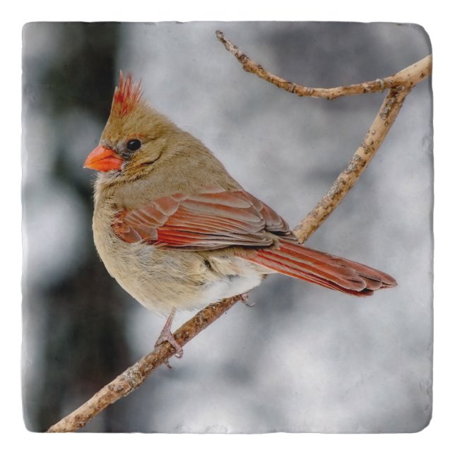 Female Northern Cardinal Stone Trivet (Front)