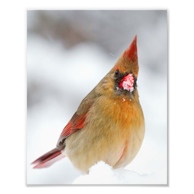Female Northern Cardinal With Beak Full of Snow Photo Print (Front)