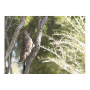 Female Northern Flicker Woodpecker Poster