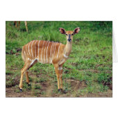 Female Nyala, Hluhluwe-Umfolozi Game Reserve (Front Horizontal)