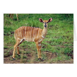 Female Nyala, Hluhluwe-Umfolozi Game Reserve