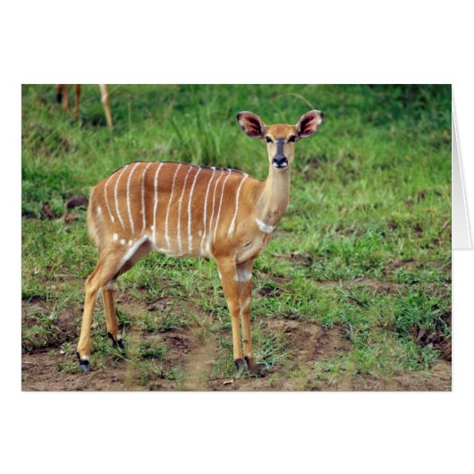 Female Nyala, Hluhluwe-Umfolozi Game Reserve (Front Horizontal)