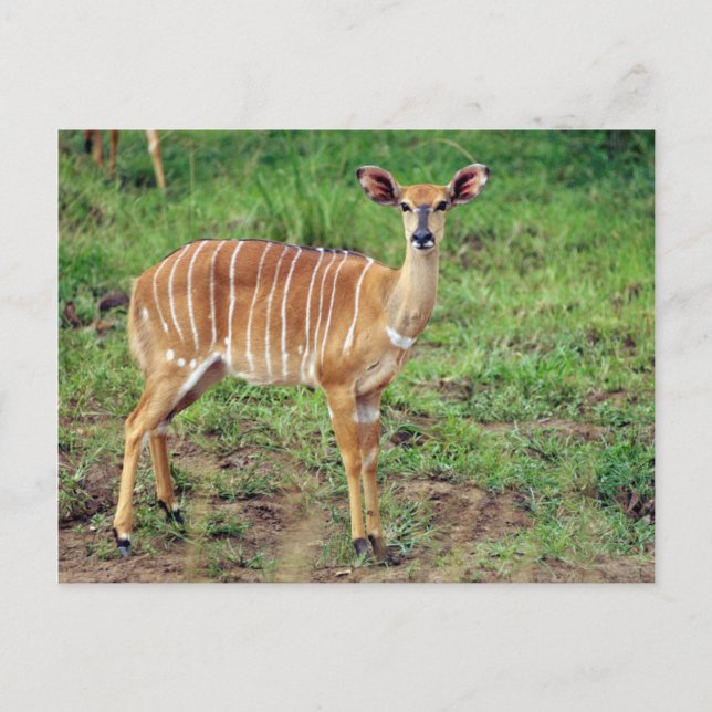 Female Nyala, Hluhluwe-Umfolozi Game Reserve Postcard (Front)