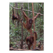 Female Orangutans in the Jungle of Borneo (Front)