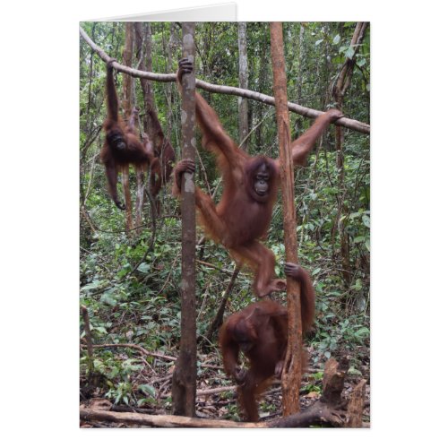 Female Orangutans in the Jungle of Borneo
