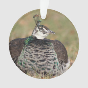 Female Peacock ornament
