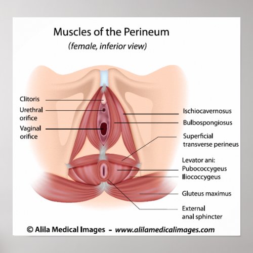 Female pelvis and perineum muscles labeled poster