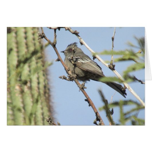 Female Phainopepla Cards (Front Horizontal)