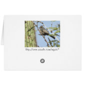 Female Phainopepla Cards (Back Horizontal)