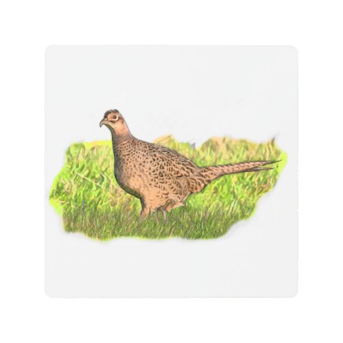 Female Pheasant in the grass Metal Print