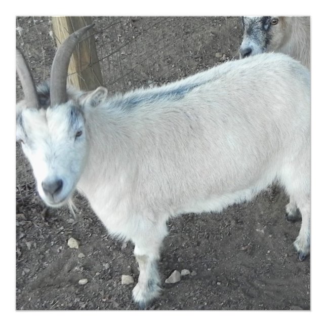 Female pigmy goat photo print (Front)