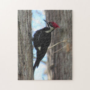 Female Pileated Woodpecker - Bird - Puzzle