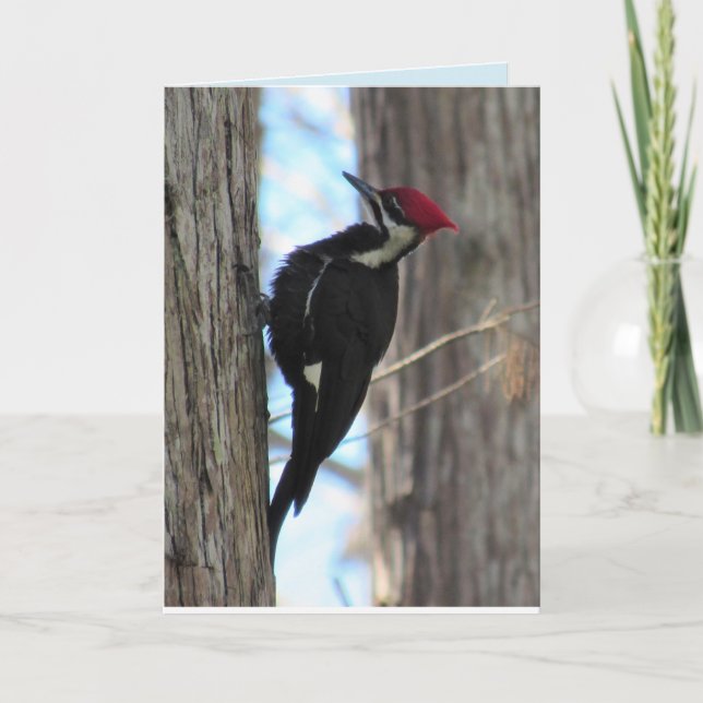 Female Pileated Woodpecker Greeting Card (Front)