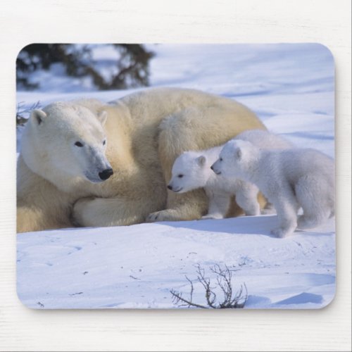 Female Polar Bear Lying Down with 2 coyscubs Mouse Pad