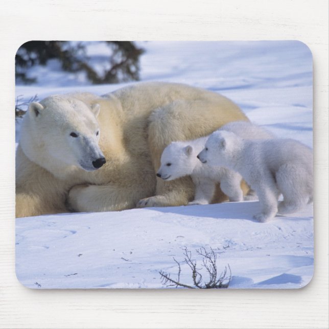 Female Polar Bear Lying Down with 2 coyscubs Mouse Pad (Front)